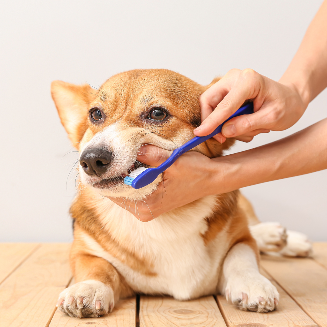 Pet Health & Wellness Products