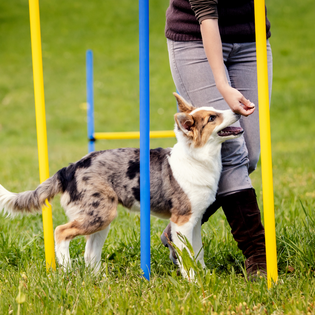 Pet Training Supplies