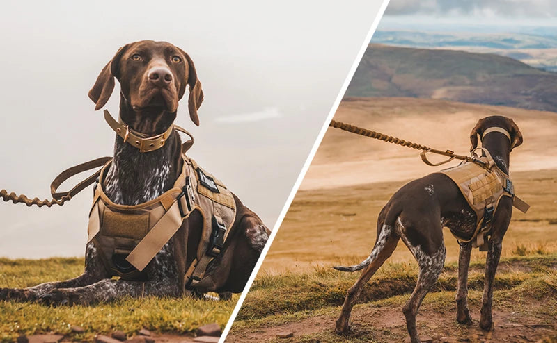 Tactical Dog Harness & Leash Set