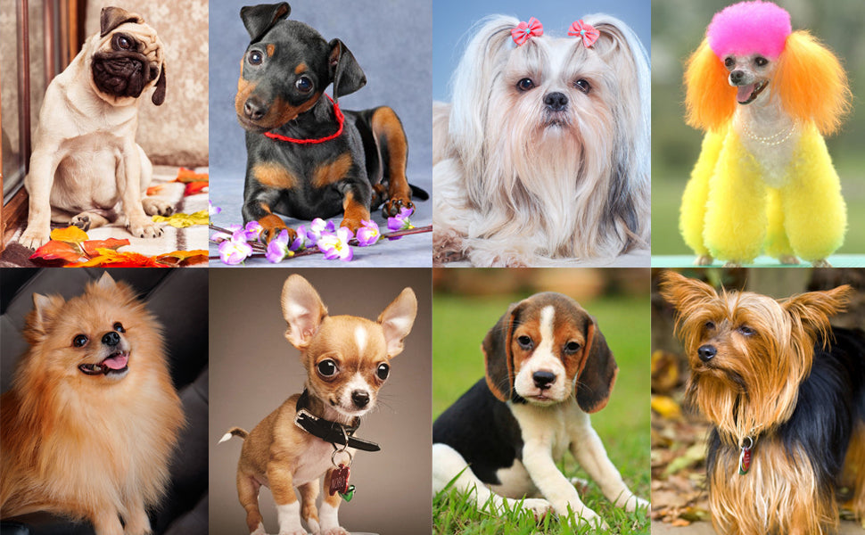 Dog & Cat Training Clicker with Wrist Strap