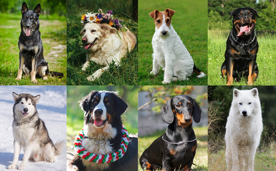 Dog & Cat Training Clicker with Wrist Strap