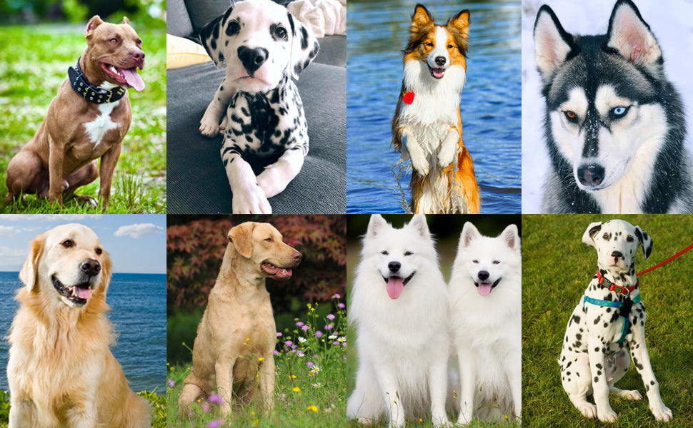 Dog & Cat Training Clicker with Wrist Strap